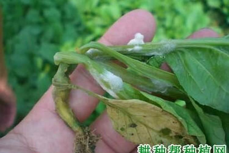 长期种菜什么肥料比较好啊