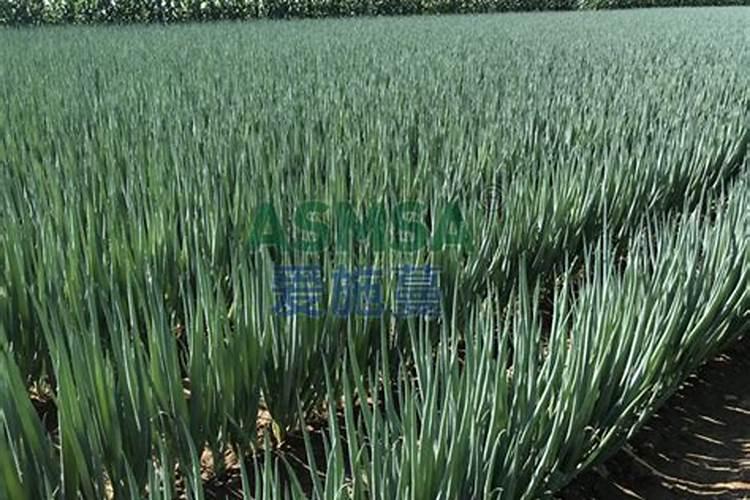 大葱生长需要哪些肥料