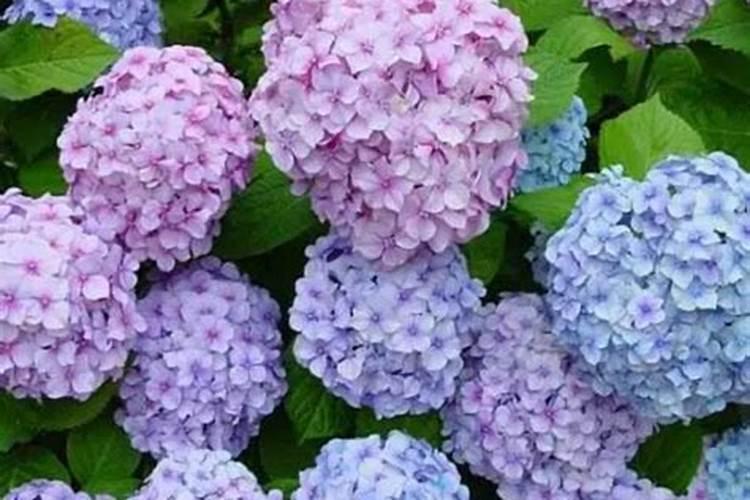绣球花可以养在室内吗
