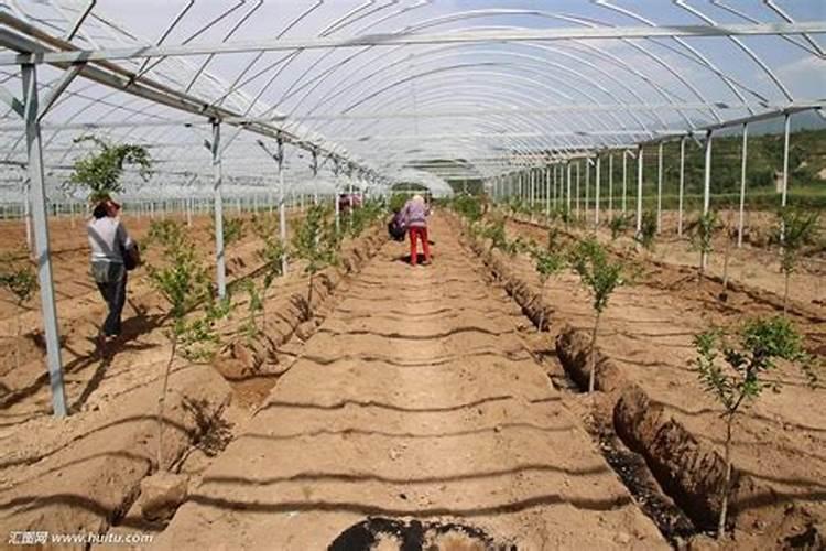 大棚西红柿定植后什么时候开始喷叶面肥？
