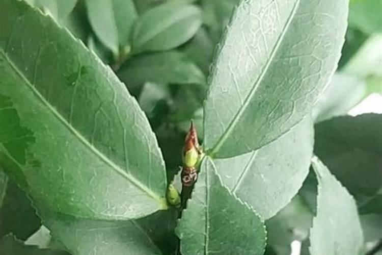 茶花施什么肥料最好最旺