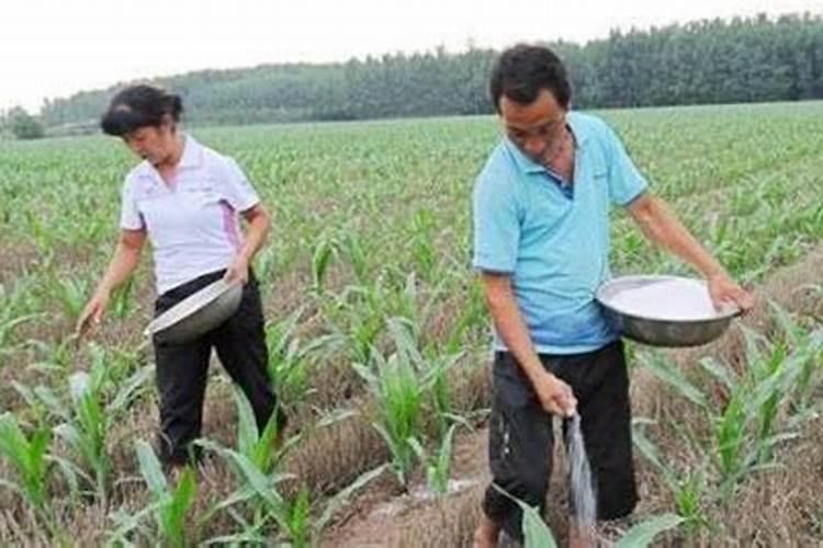 青菜施肥用复合还是尿素