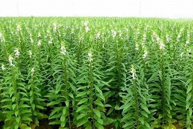 芝麻开花期间有哪些相关管理技巧？