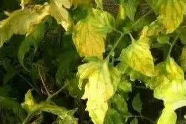 贝壳花怎样？贝壳花好吗？谁晓得？