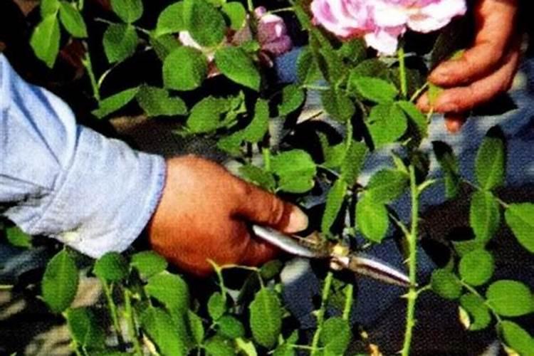 沙漠玫瑰花败后如何进行复壮