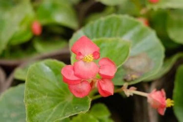 桂花怎样追肥