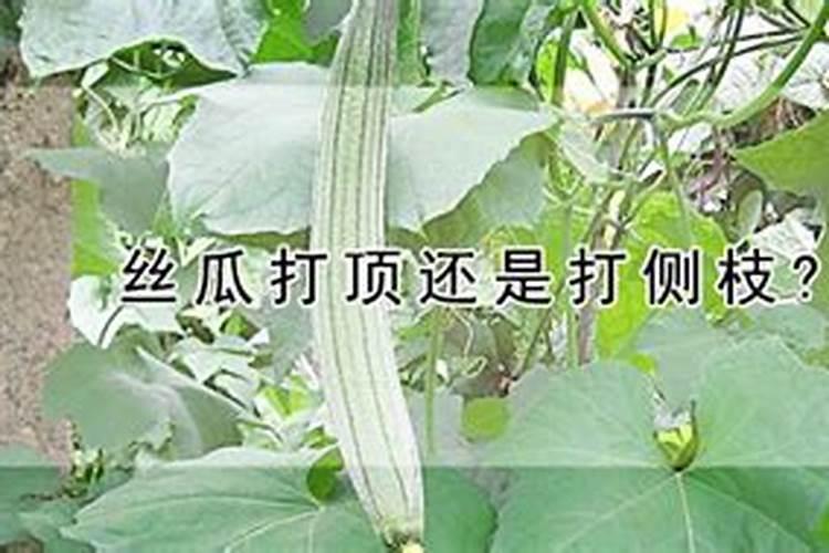 丝瓜不结瓜有什么补救方法