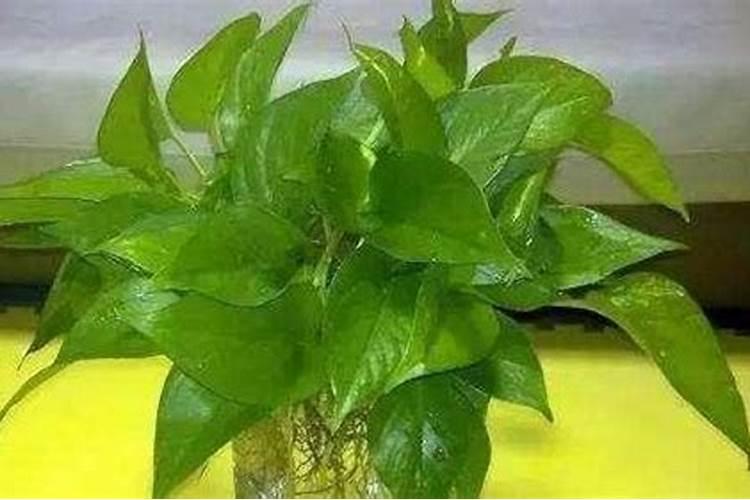 果树在果实膨大期施入钾肥过量有危害吗？