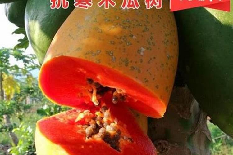 我家的木瓜树都两米多高了,怎么还没有结果？