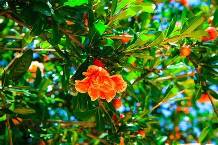 石榴树花期怎么管理