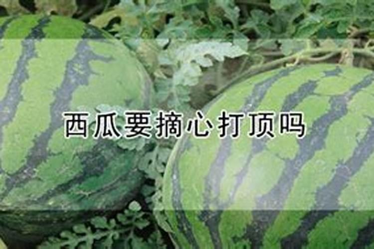 西瓜后期施什么肥料好？