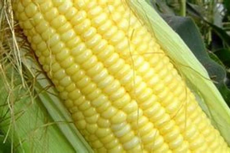 玉米苗后除草剂喷后几天能喷叶面肥？