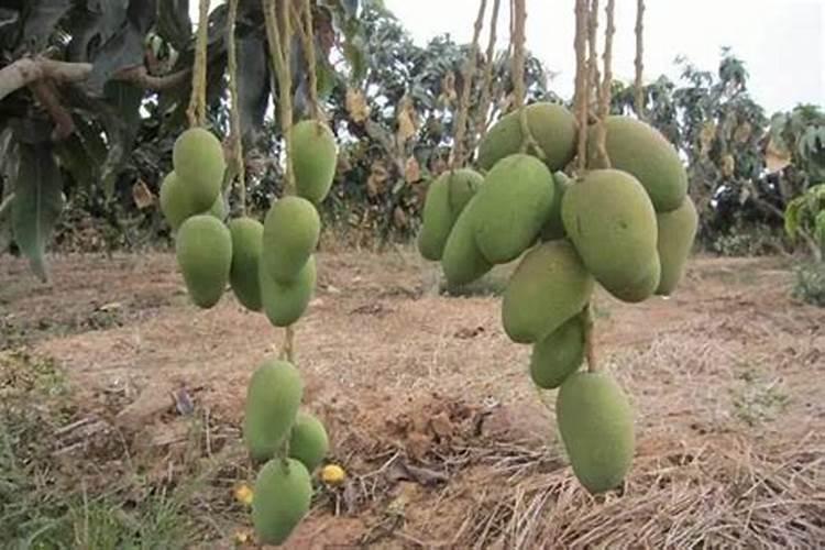 玉米当肥料效果如何？