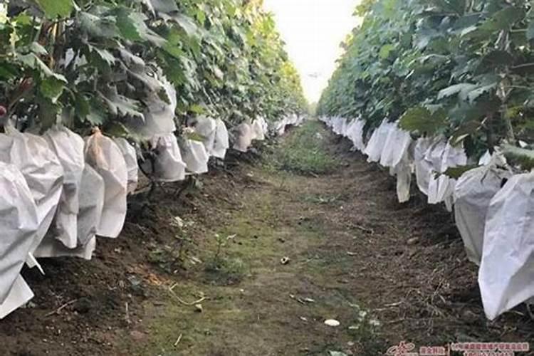 普通钙肥与氨基酸钙叶面肥效果差别大吗？