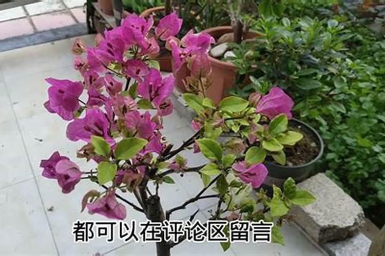 三角梅春天需要施肥吗