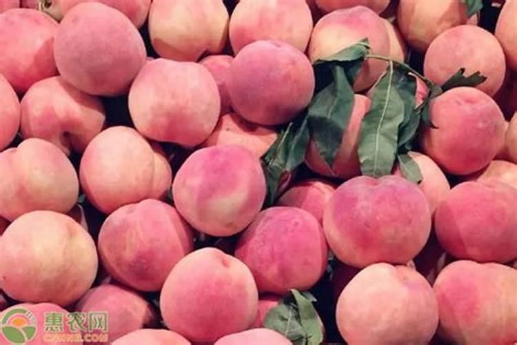 果树施硼肥怎么操作？果树施硼肥有什么用？