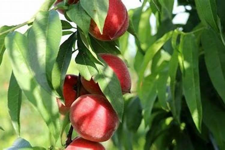 霸王脆桃品种优缺点