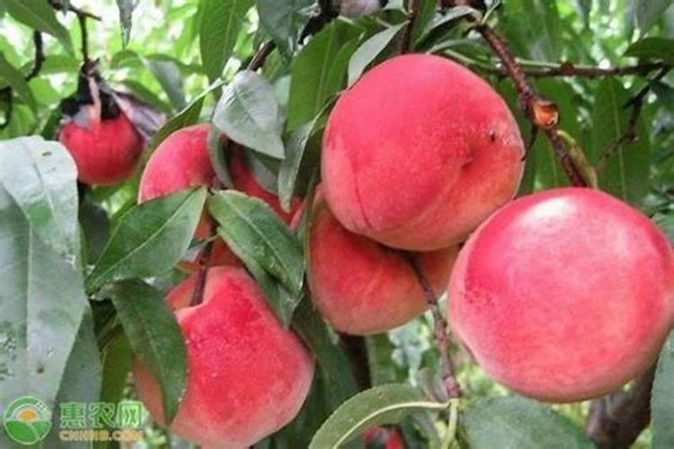 桃子套袋,使用什么农药最好？