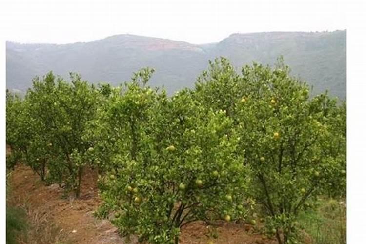 果树只开花不结果,作果率低用什么肥料好？