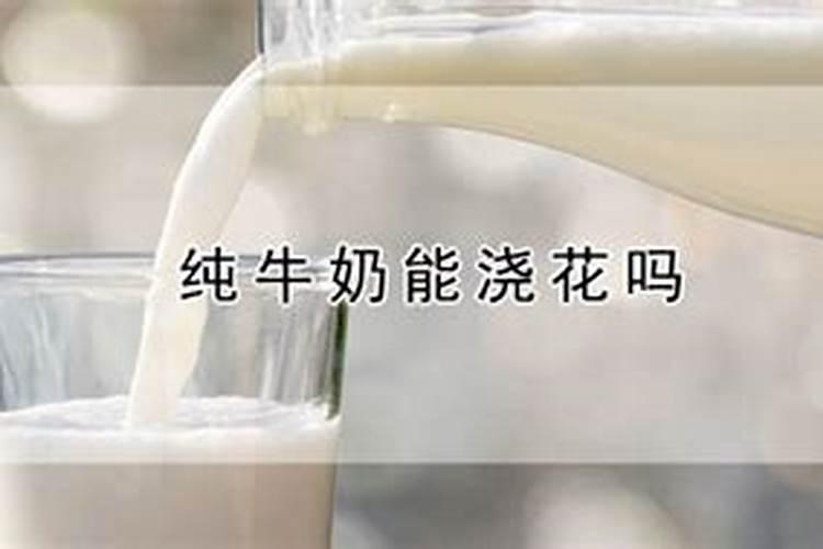 牛奶到底发酵多久浇花