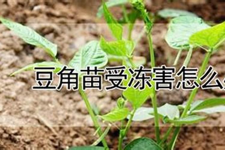 土豆苗几度会冻死
