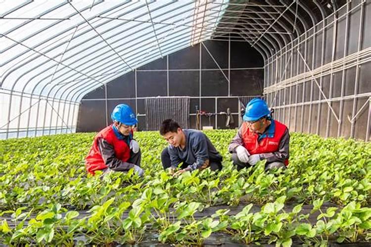 越冬大棚番茄栽培底肥用啥肥比较好？