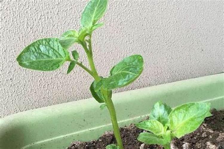 土豆秧受冻了可影响产量
