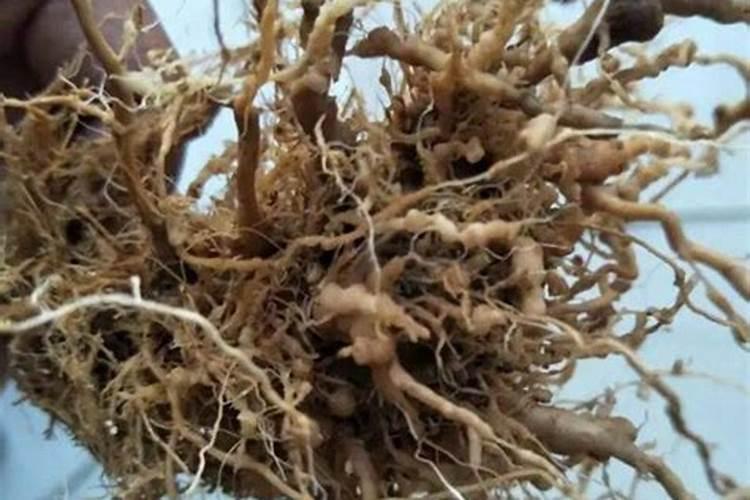 葡萄苗管理的11个错!哪一个错都犯不得!实用好文