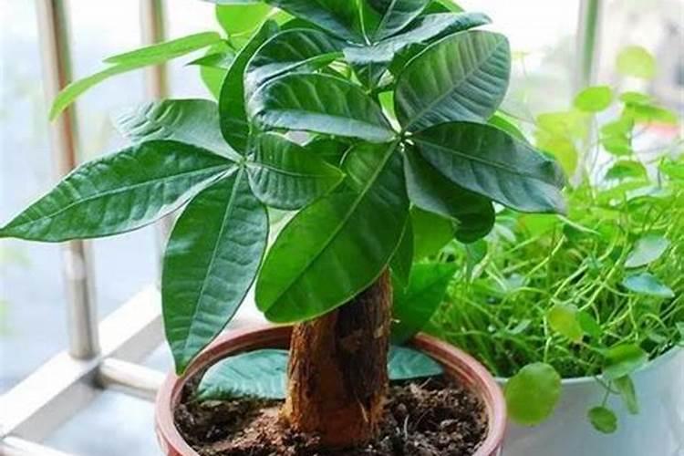 发财树什么时候发芽