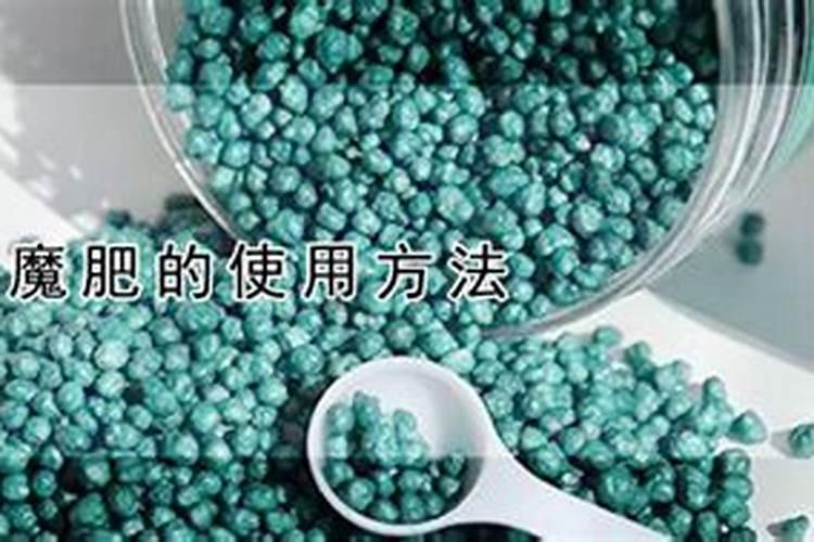 用什么养护兰花叶片油绿不干尖