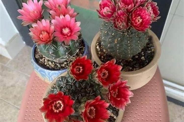 绯花玉怎么养大的快