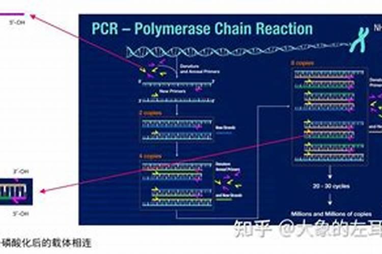 磷酸二铵的肥效有什么特别之处,对农业发展起到了什么作用？