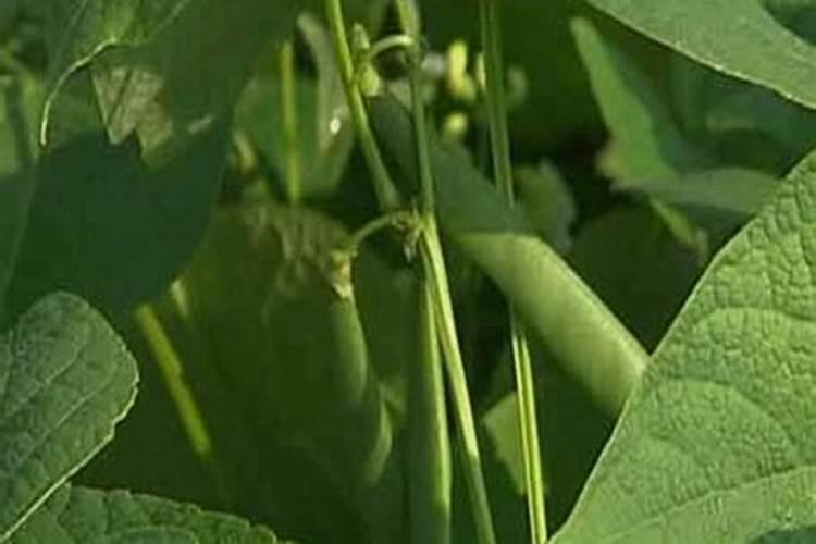 饭豆茬能种小麦田吗？