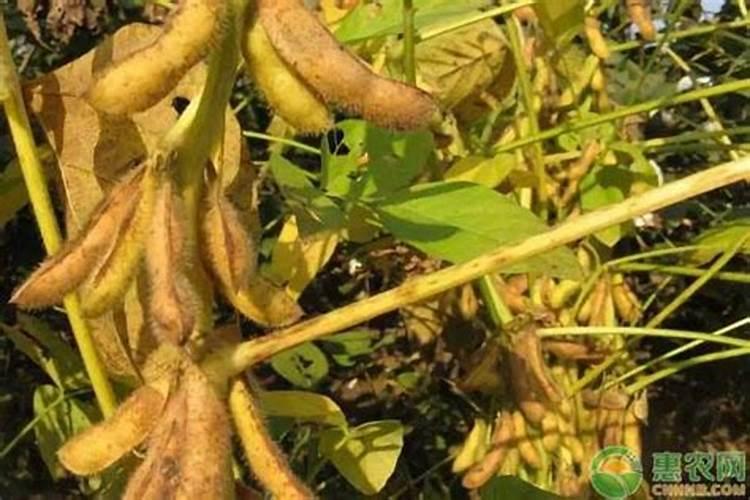 芸苔素磷酸二氢钾与尿素水喷奶白花饭豆行吗