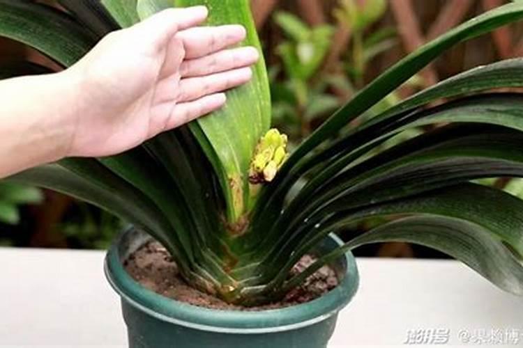 君子兰为什么不开花怎么办