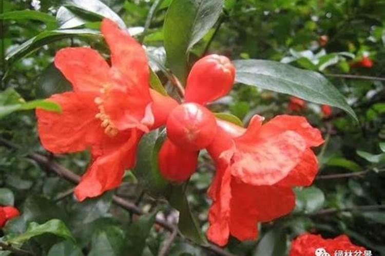 小瓜几月份种植合适