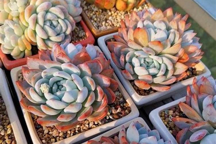 种植大蒜用什么肥料好