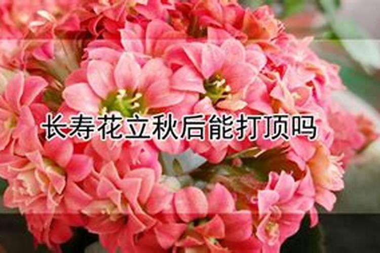 立秋过后如何给长寿花施肥