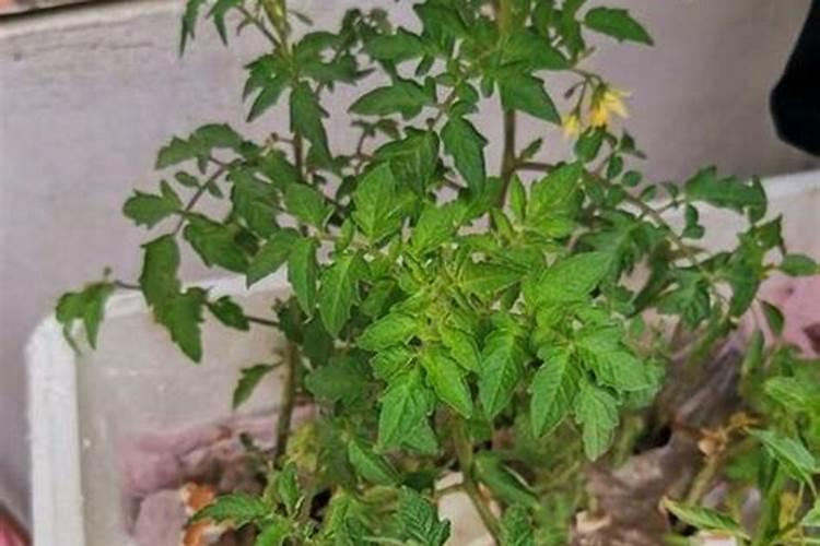 辣椒幼树用什么冲施肥好,现在刚开花