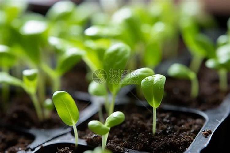 小白菜在追肥的时候,最好用哪些肥料？理由是什么？