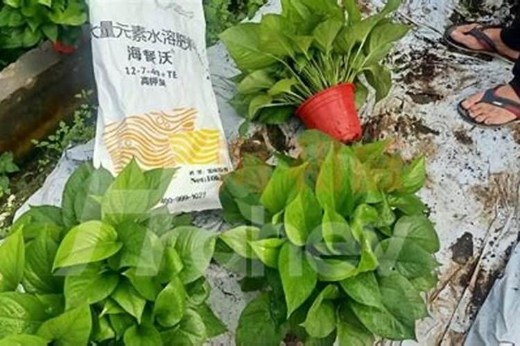 国内比较好水溶肥厂家有哪些