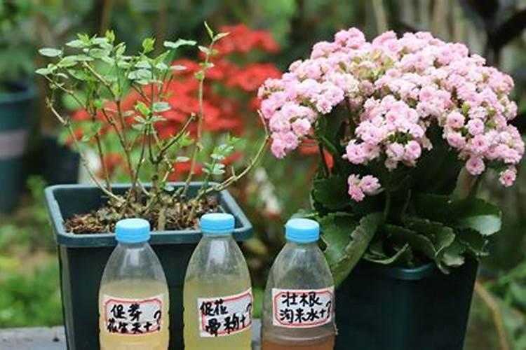 荷花花肥制作与使用方法