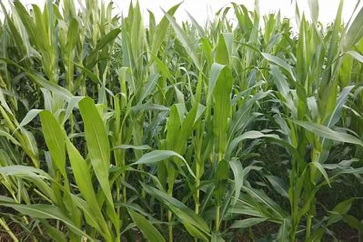 怎样用烂樱桃制作叶面肥料？