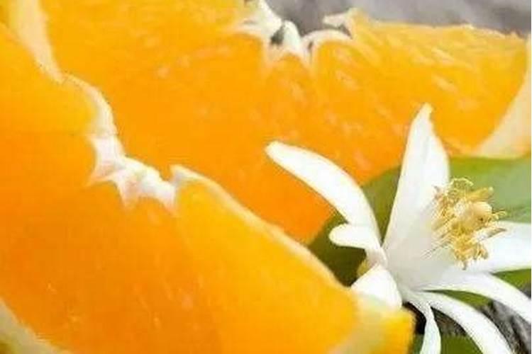 橙子树下放什么使橙子更好吃？