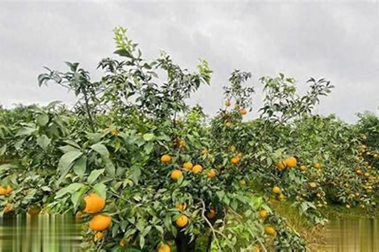 如何种植橙树,橙子树怎么种植才能高产