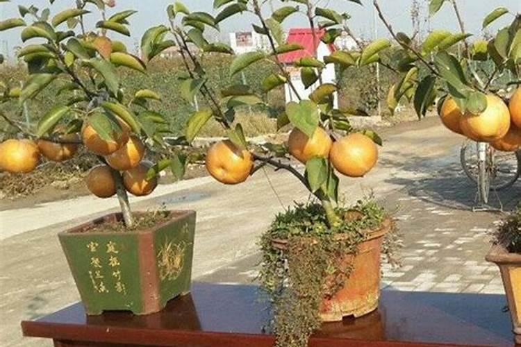 什么时候放梨树基肥好