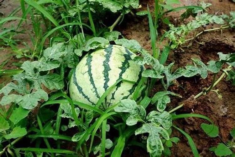 西瓜膨果期用什么肥料