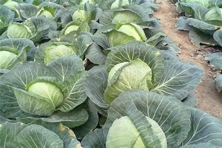 夏季种植甘蓝如何进行中耕与肥水管理？