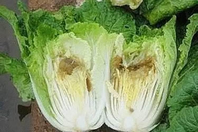 废弃的果皮蔬菜放在桶里自然腐烂后可以做肥吗？