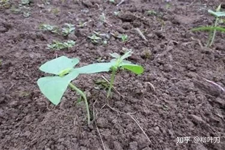 蛇豆角长不大最简单三个步骤